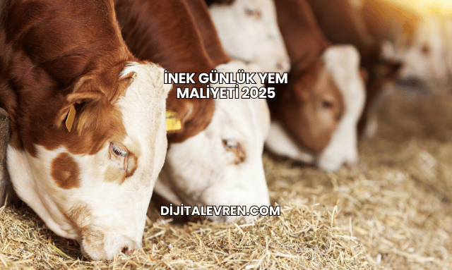 İnek Günlük Yem Maliyeti 2025