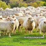 Merasız Koyunculuk Maliyeti 2025